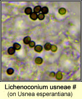 Lichenoconium usneae (on Usnea)