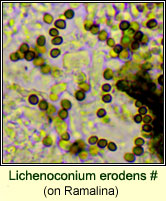 Lichenoconium erodens (on Ramalina)