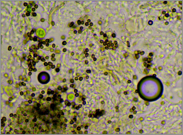 Lichenoconium erodens