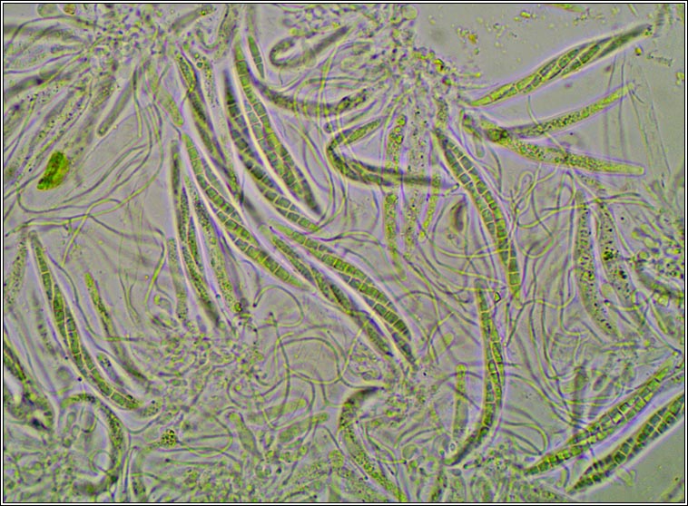 Porina leptalea