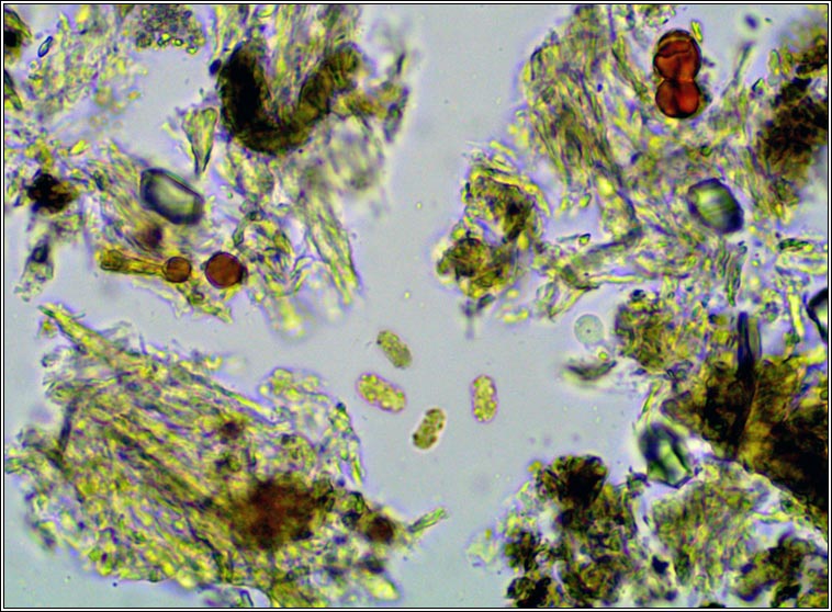 Xylographa