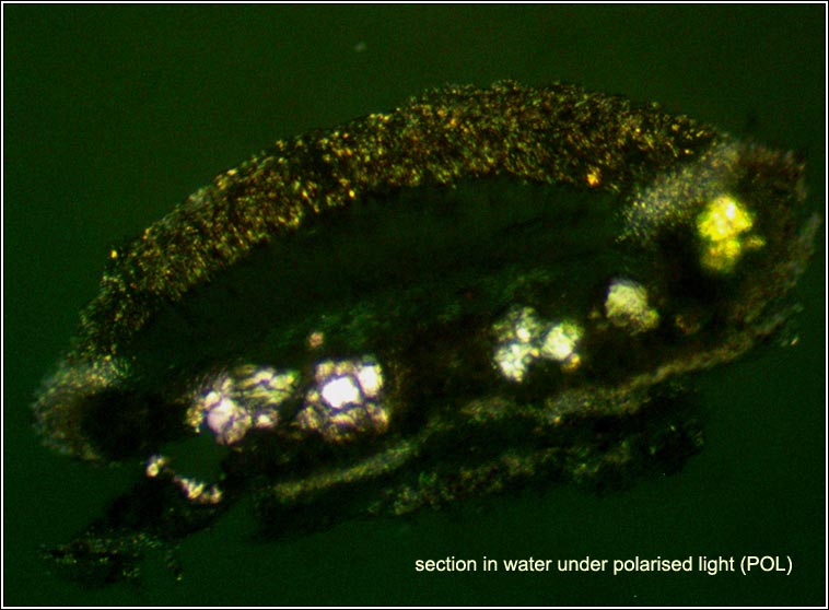 Lecanora chlarotera sens str