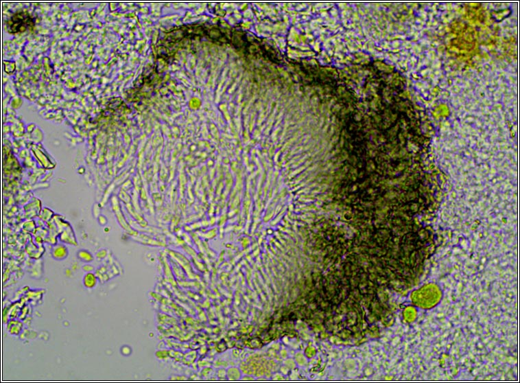 Skyttea lecanorae