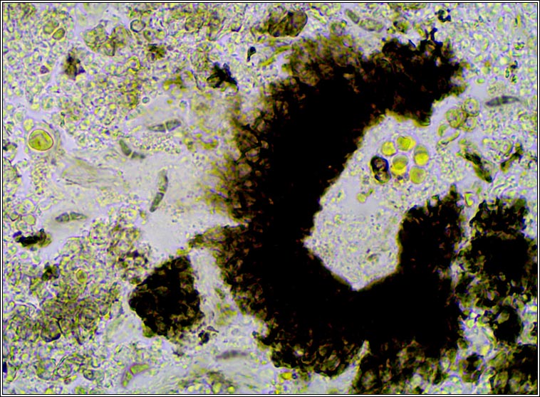 Stigmidium sp