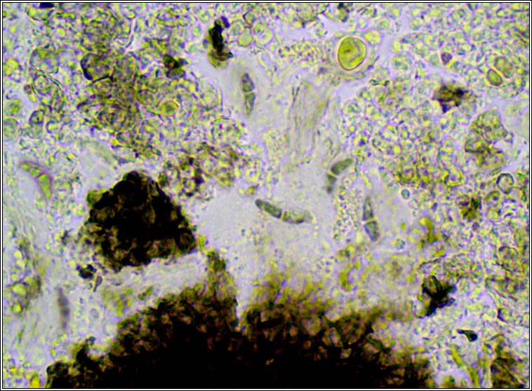 Stigmidium sp