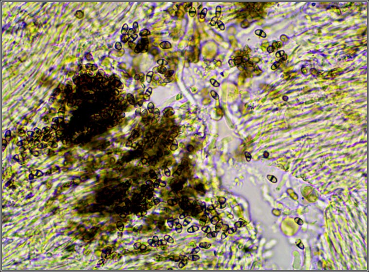 Lichenodiplis sp