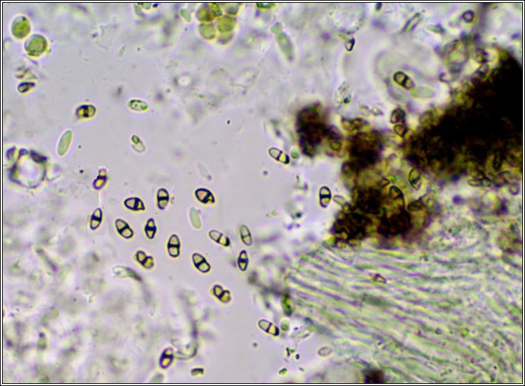 Lichenodiplis sp