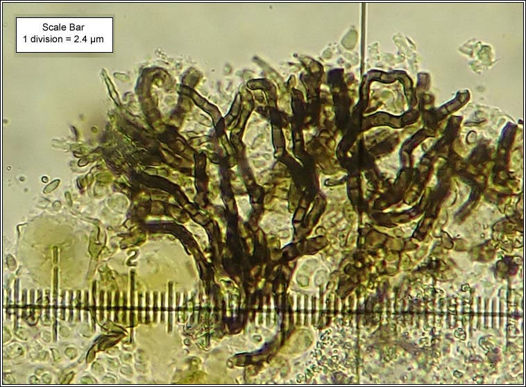 Talpapellis beschiana